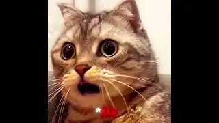 Free fire funny memes | free fire funny videos