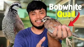 নতুন প্রজাতির বিদেশি কোয়েল এনেছি | Bobwhite quail