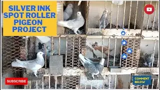 Silver Ink Spot Roller Pigeon  Project