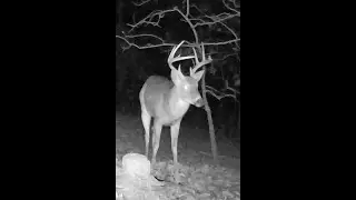 DAD 18:  Parade of night bucks and an impressive lightning strike scar.
