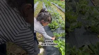 #petikstrawberry #liburanseru #youtobeshorts #anakanak #anakpintar
