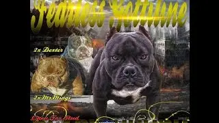 BULLY KODE 30 