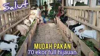 Hebat. Tanpa Beli Pakan Full Hijauan, Pelihara  70 Ekor Sendirian