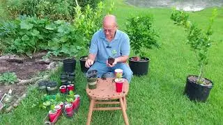 Размножение цитрусовых деревьев... Пересадка укорененных черенков в горшки и выращивание новых - ...