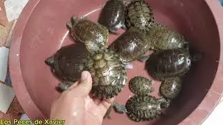 Cuantas tortugas tengo