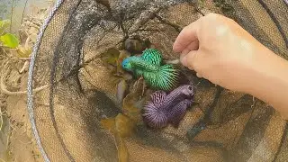 Find Beautiful Betta Fish(Alien) in my village.
