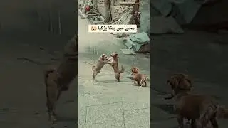 Jab muhaly ma larai ho jey | faitnig muhala 😤😤 #funnyvideo #fanyshort