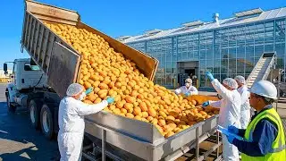 Inside a $20 Million Papaya Factory &ndash; From Farm to Dessert Full Process Documentary