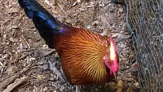 Ceylon (Sri Lanka) Jungle Fowl male crowing. Gallus lafayetii