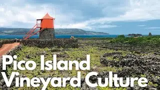 Exploring the Stunning Pico Island Vineyard Culture