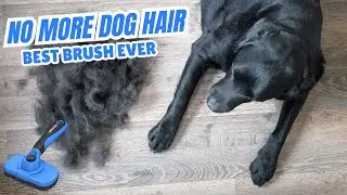 How to Stop Dog Shedding FAST | Best Brush for a Hair-Free Home