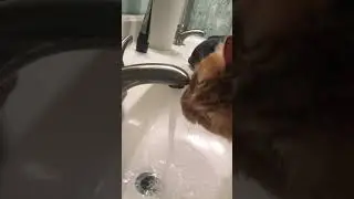 My cat drinking from the water faucet