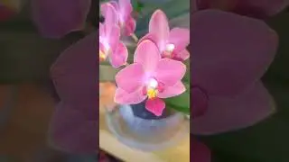 Малыш фаленопсис Тай Ши Смарт 🌸🤩 #орхидеи #phalaenopsis