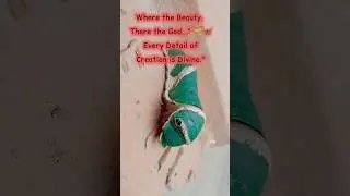 Caterpillar with Snake Eyes 🐛➡️🦋 | Nature&rsquo;s Divine Illusion & Transformation