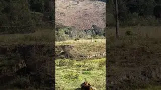 Siri ema na ro&ccedil;a #ro&ccedil;a #madeinmato #agro