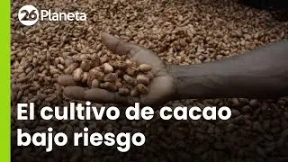 El cultivo de cacao amenazado por el calentamiento global | #26Planeta