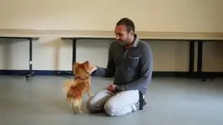 Tip Tuesday: How To Stop A Dog From Licking People