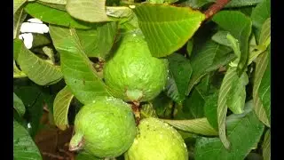 Guava benefits Guava tree, fruit and leaves
