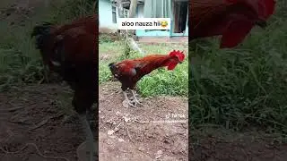 video graciosos