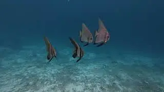 Last day in Raja Ampat , Papua Explorer Dive Resort