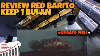REVIEW Channa Red Barito Keep 1 Bulan dari 10cm.. Review yg lain juga || #UpdateFish