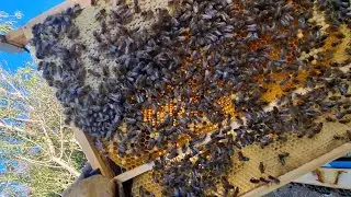 Hive Inspection Adventure: Transferring Swarm Bees? 🐝 | Wantage Honey Update