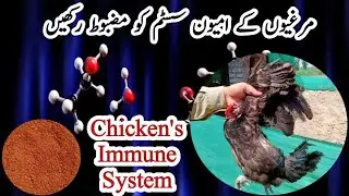 Natural Ways to Boost Your Chicken's Immune System | Dr. ARSHAD