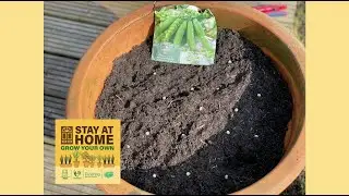 Stay at Home, Grow Your Own: Colchester and Tendring - Peas in a Pot