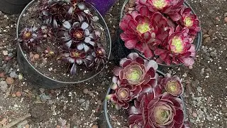 Bouture les aeonium facilement