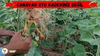 Ergun Tohum- CANAVAR OTU KADERİNİZ DEĞİL UYGULAMA VE SONUÇLARI - 2