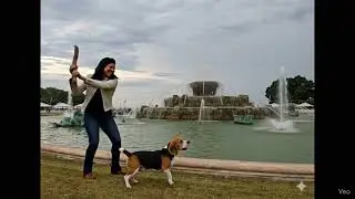 A beagle tries to fetch a stick in Grant Park, Chicago