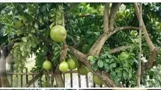 MAKING MIRACLE FRUIT JUICE (CALABASH)||VLOG 65||6-1-21