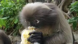 Dusky langurs, Ao Manao