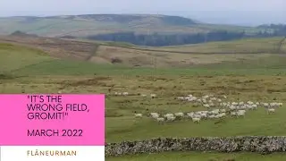It's The Wrong Field, Gromit!! A sheep dog working hard...