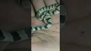kukri snake