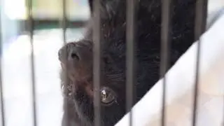Sweet little juvenile flying fox after rescue. This is Maddie.