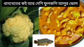 ধানখেতের কই আর দেশি ফুলকপি-আলুর ঝোল।।মায়ের হাতের ফুলকপি-আলু আর কৈ মাছের ঝোল।। Sasuri Boumar Hessel 