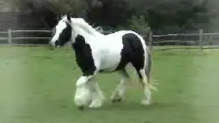 Clononeen Miss Pio Gypsy Cob