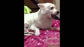 My Baby Dog Eating Fries :D