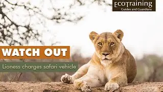 Lioness charges Safari Vehicle | EcoTraining