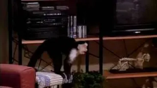 Friends - Marcel plays The Lion Sleeps Tonight
