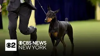 Penny the Doberman wins best in show at 150th Westminster Kennel Club Dog Show