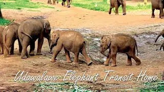 Feeding Time! 🍼 Meeting 50+ Orphaned Baby Elephants at Udawalawe