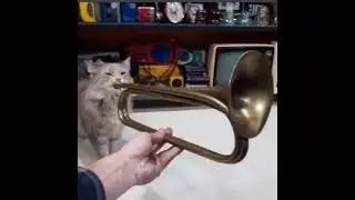 Cat Plays the Trumpet