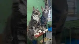 Kucing mainecoon usia 4bulan #kucingmainecoon #tentangkucing #kucing #catlover #kucingpalembang