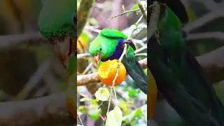 Incredible Blue-Bellied Parrot Peeling an Orange in the Wild 🍊🐦 | Nature&rsquo;s Genius!