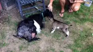 Baby goat rejected by its momma