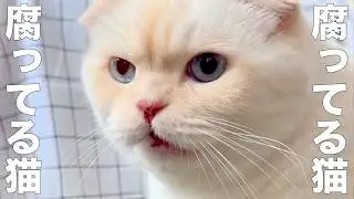 腐ってるが口癖のネコ【アフレコ】