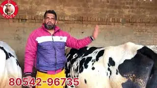 1 ਤਾਜੀ ਸੂਈ ਵਹਿੜ-3 ਤੋਕੜ ਵਹਿੜਾ ਵਿਕਾਉ-4 cow for sale 