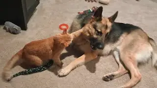 Five for fighting